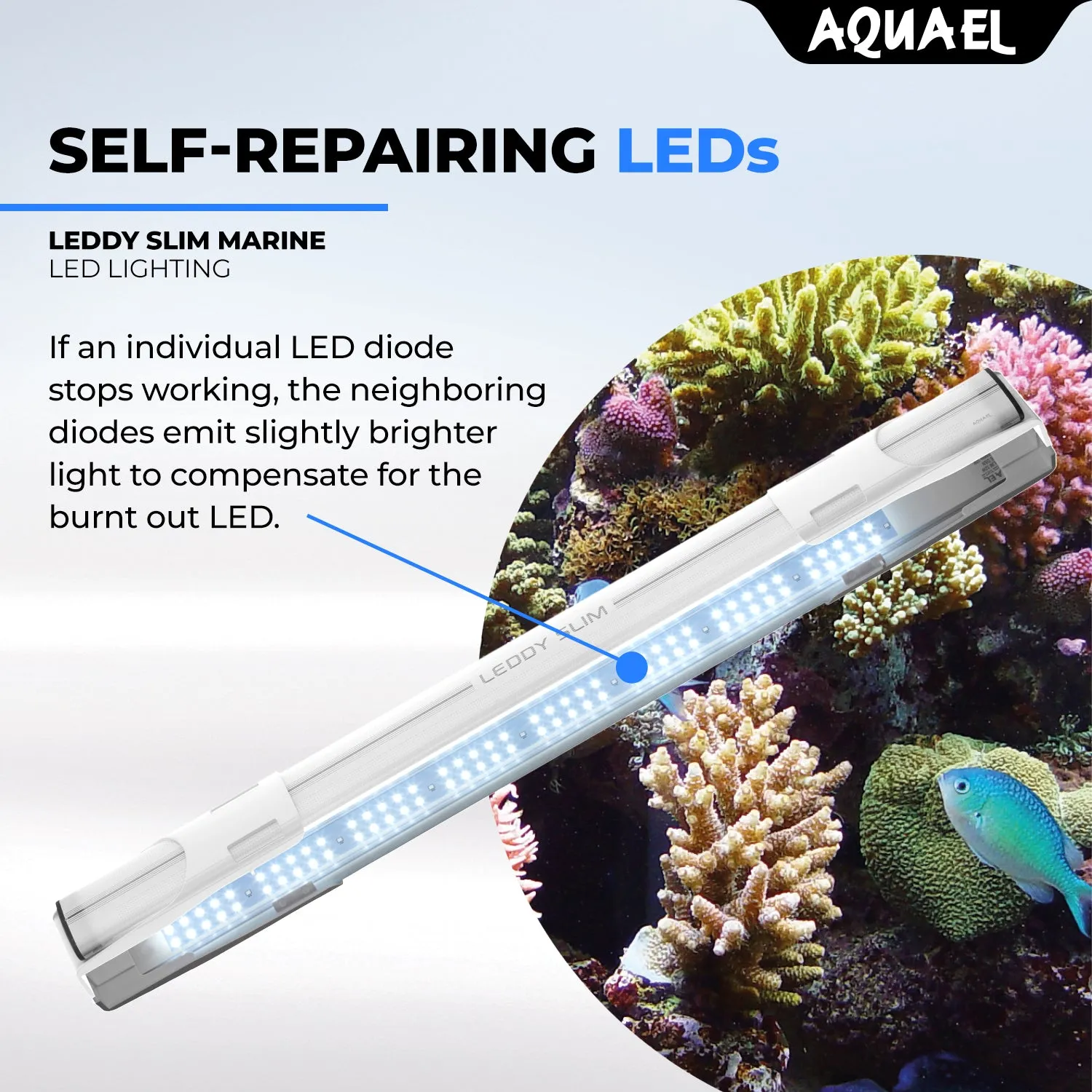 AQUAEL LEDDY SLIM