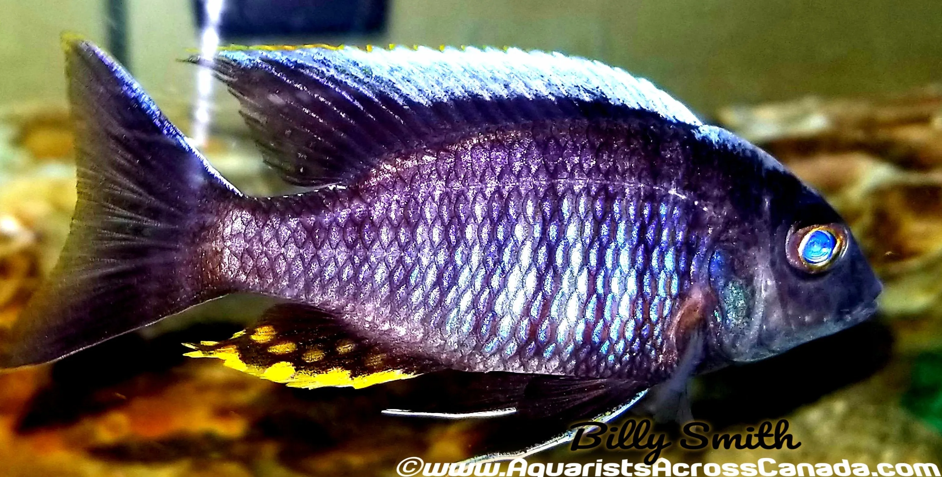 AULONOCARA KANDEENSE *BLUE ORCHID* (HOUSEBRED F1) 3.5" SHOW MALE