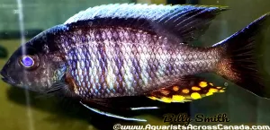 AULONOCARA KANDEENSE *BLUE ORCHID* (HOUSEBRED F1) 3.5" SHOW MALE