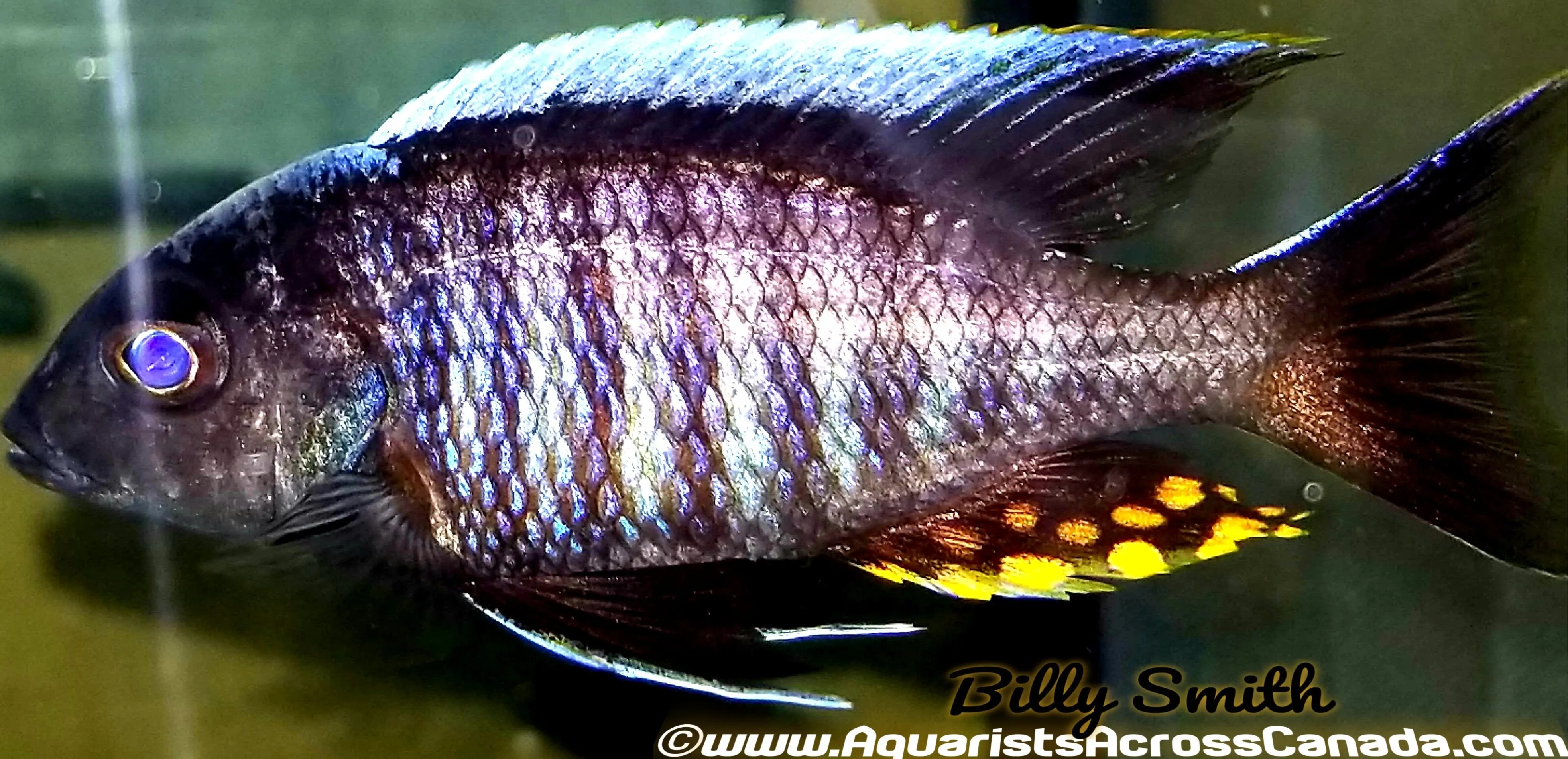 AULONOCARA KANDEENSE *BLUE ORCHID* (HOUSEBRED F1) 3.5" SHOW MALE