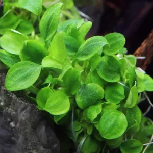 Schismatoglottis prietoi TC